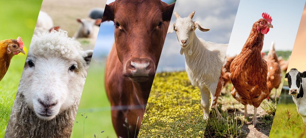 Cattle, goats, sheep and poultry — the livestock Chiweto Advisor covers